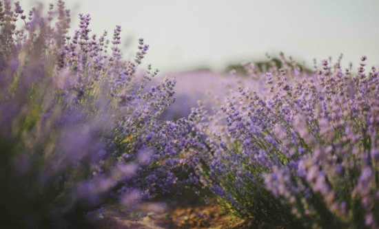 Sensorial Fragrances & Skincare