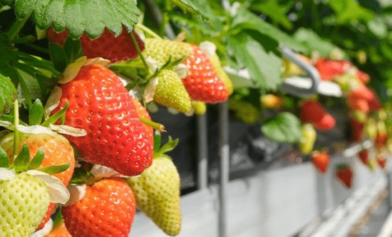 Plant-to-Plate Luncheon